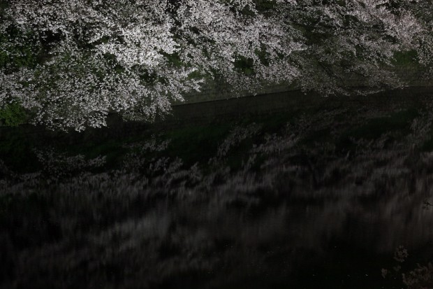 夜桜、フリー写真素材044