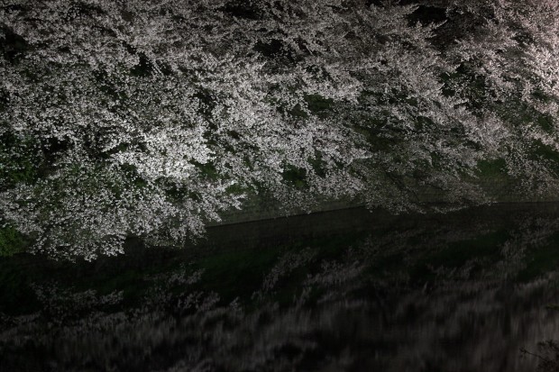 夜桜、フリー写真素材045