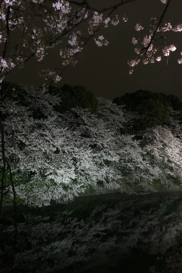 夜桜、フリー写真素材046