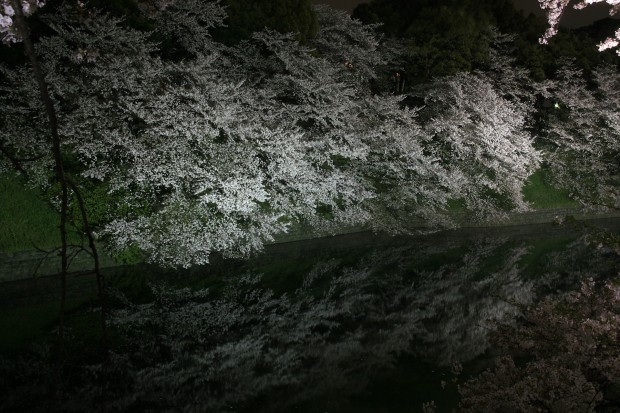 夜桜、フリー写真素材048