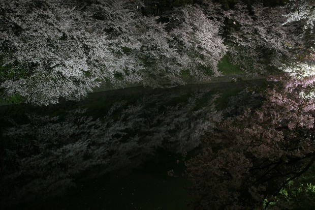 夜桜、フリー写真素材049