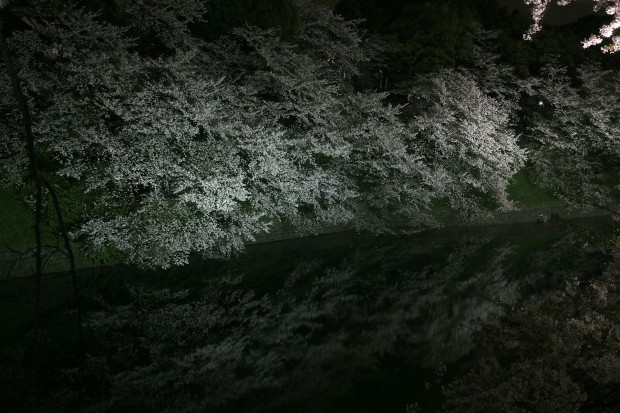 夜桜、フリー写真素材051
