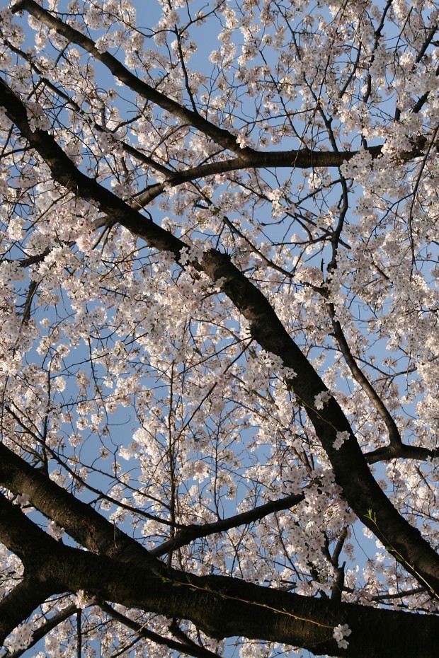 桜（サクラ）無料写真素材011