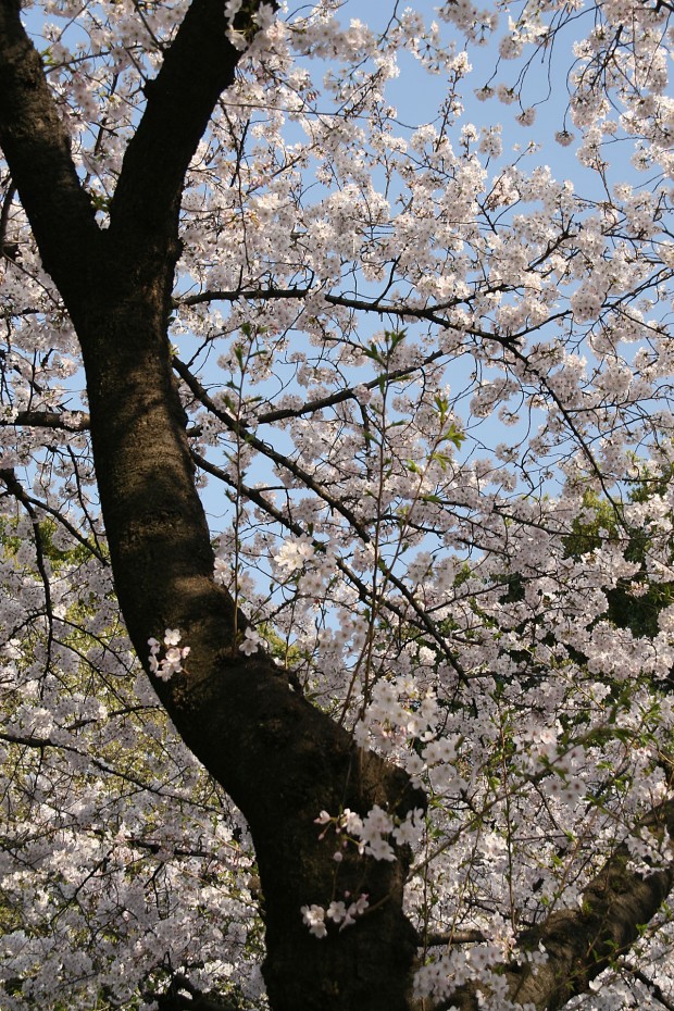 桜（サクラ）無料写真素材012