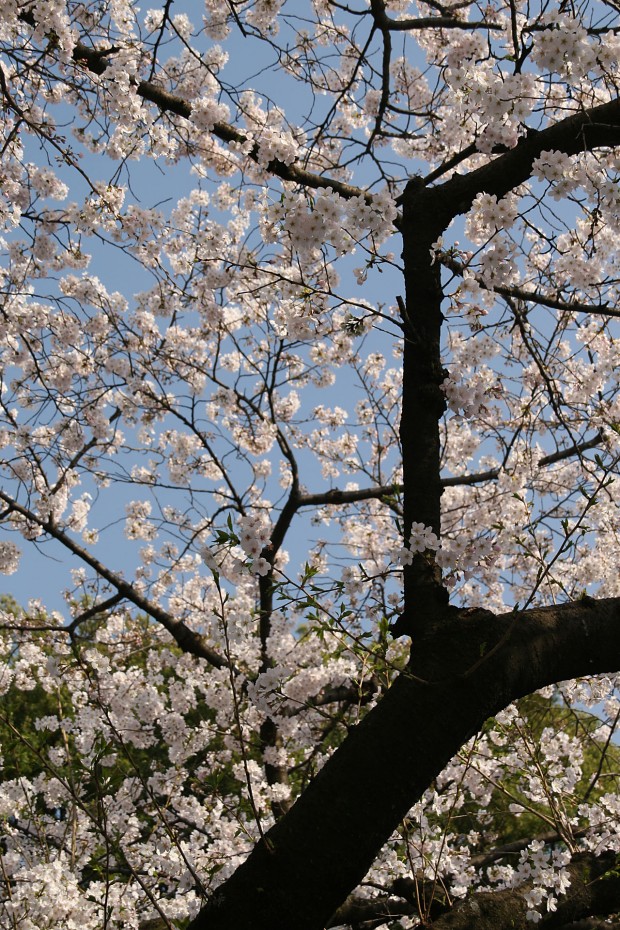 桜（サクラ）無料写真素材013