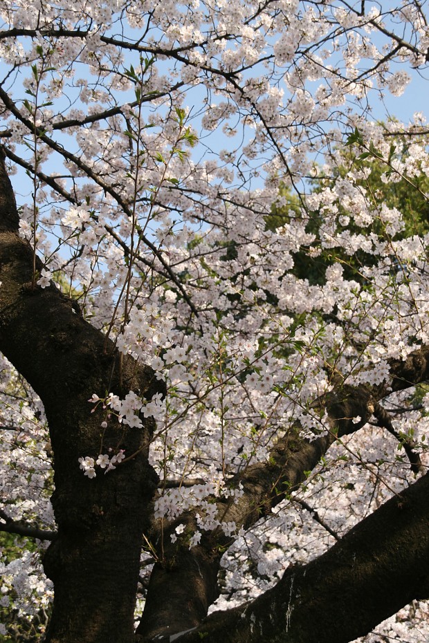 桜（サクラ）無料写真素材014