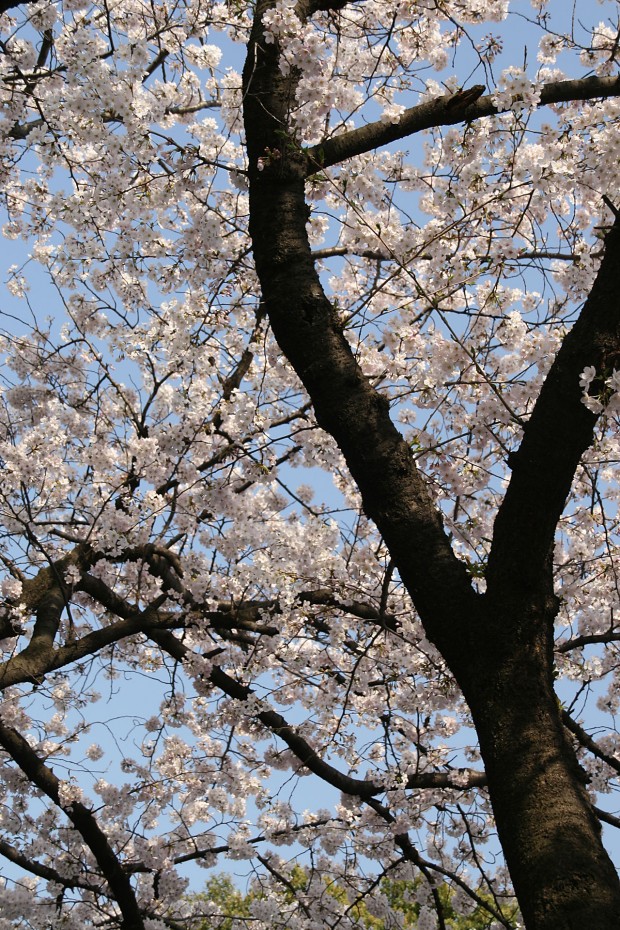 桜（サクラ）無料写真素材015