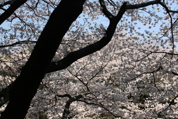 桜（サクラ）無料写真素材016