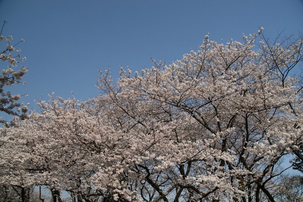 桜（サクラ）無料写真素材018