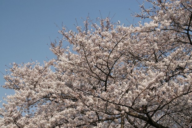 桜（サクラ）無料写真素材019