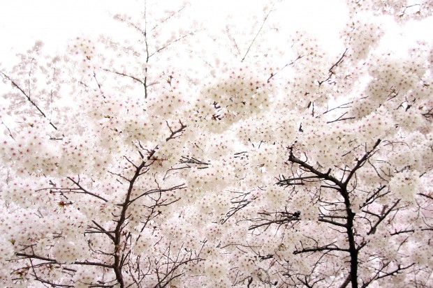 桜（サクラ）フリー写真素材020