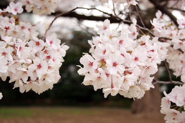 桜（サクラ）フリー写真素材021