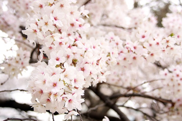 桜（サクラ）フリー写真素材022
