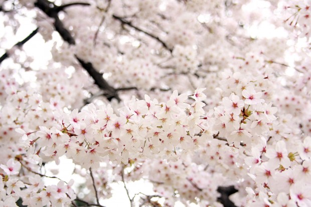 桜（サクラ）フリー写真素材023