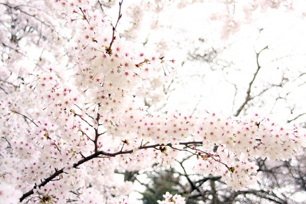桜（サクラ）フリー写真素材024