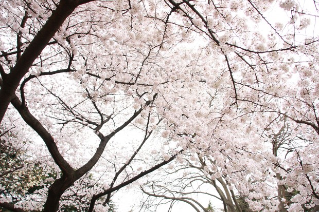 桜（サクラ）フリー写真素材025