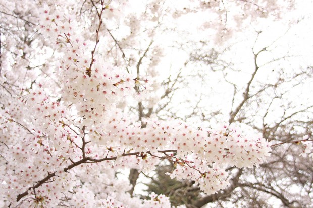 桜（サクラ）フリー写真素材026