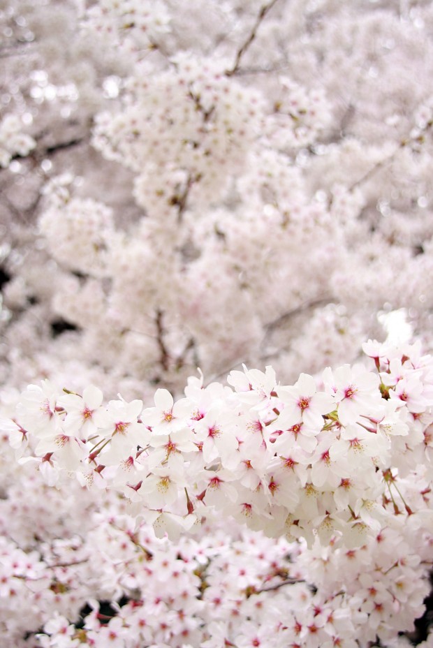 桜（サクラ）フリー写真素材027