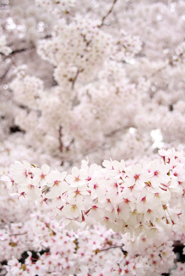 桜（サクラ）フリー写真素材028