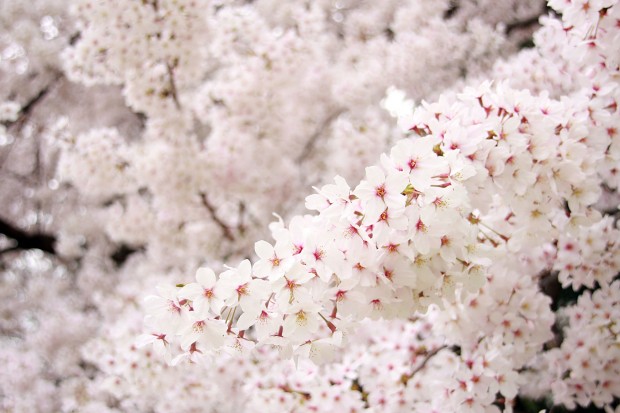 桜（サクラ）フリー写真素材029
