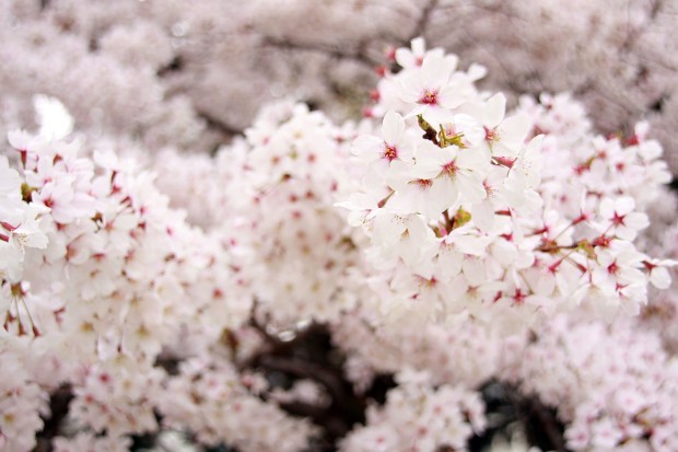 桜（サクラ）フリー写真素材030