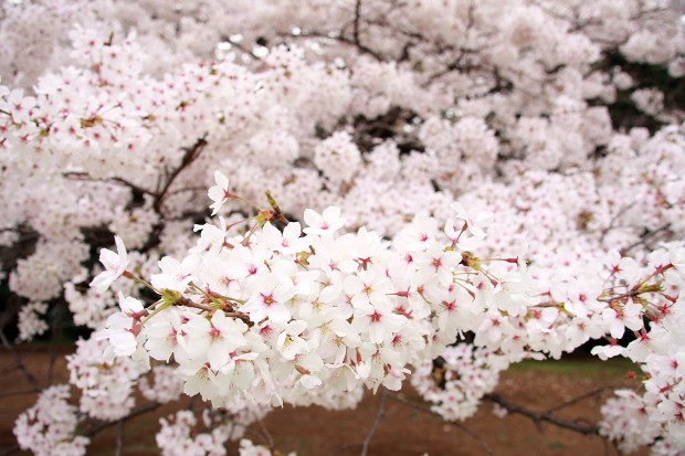 桜（サクラ）フリー写真素材031