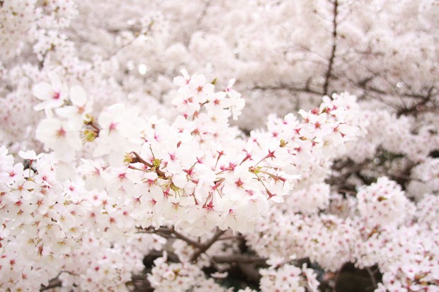 桜（サクラ）フリー写真素材032