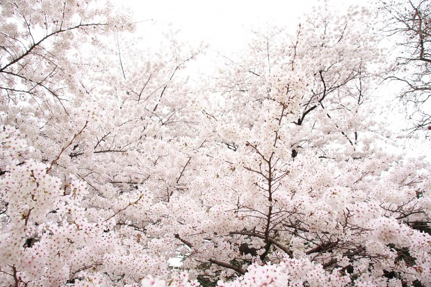 桜（サクラ）フリー写真素材033