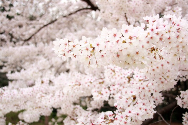 桜（サクラ）フリー写真素材034