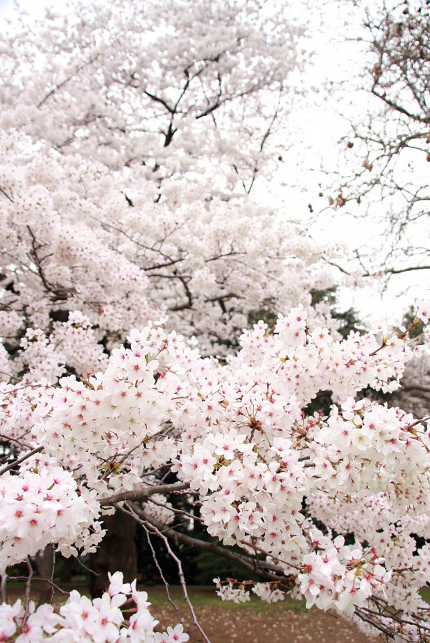 桜（サクラ）フリー写真素材037