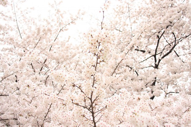 桜（サクラ）フリー写真素材038