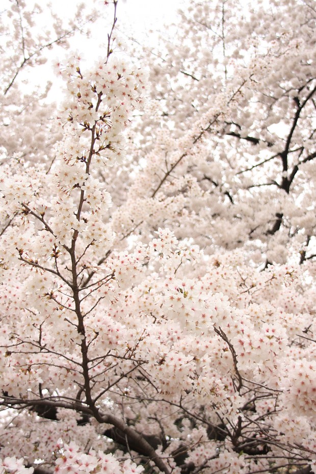 桜（サクラ）フリー写真素材039