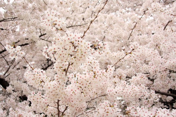 桜（サクラ）フリー写真素材040