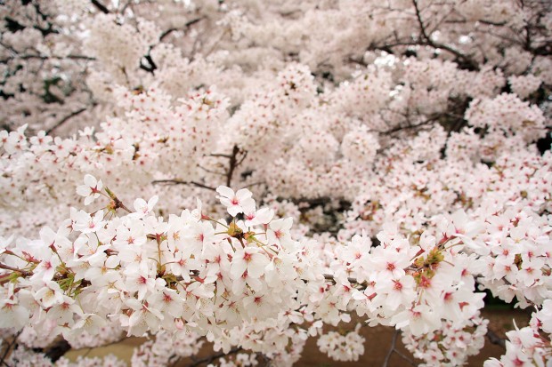 桜（サクラ）フリー写真素材041