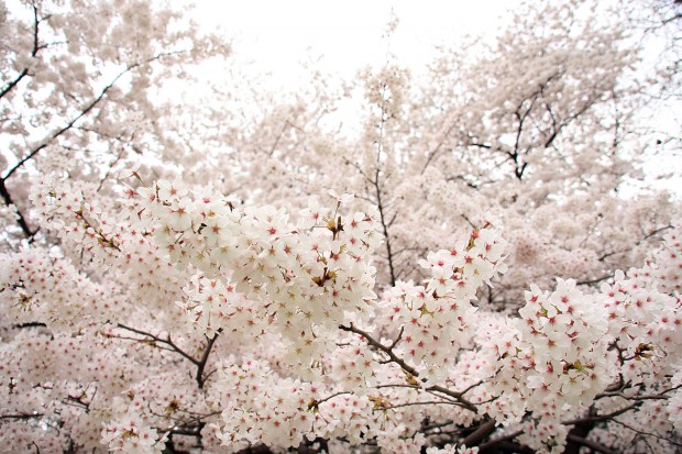 桜（サクラ）フリー写真素材042