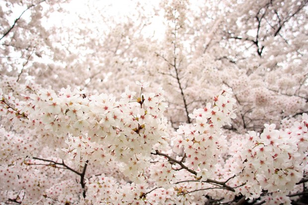 桜（サクラ）フリー写真素材044