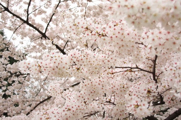 桜（サクラ）フリー写真素材045