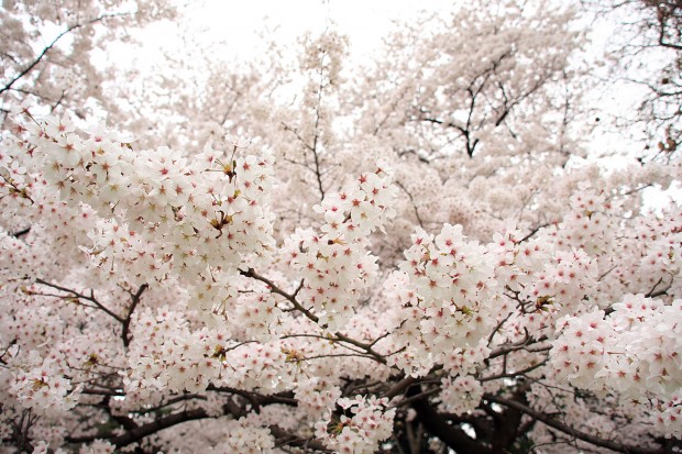 桜（サクラ）フリー写真素材046