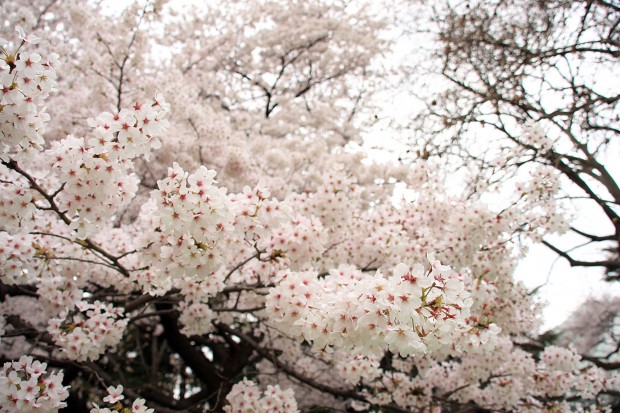 桜（サクラ）フリー写真素材047