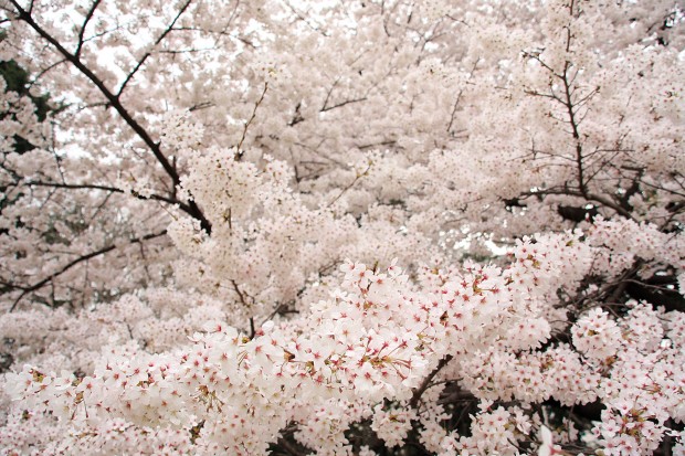 桜（サクラ）フリー写真素材048