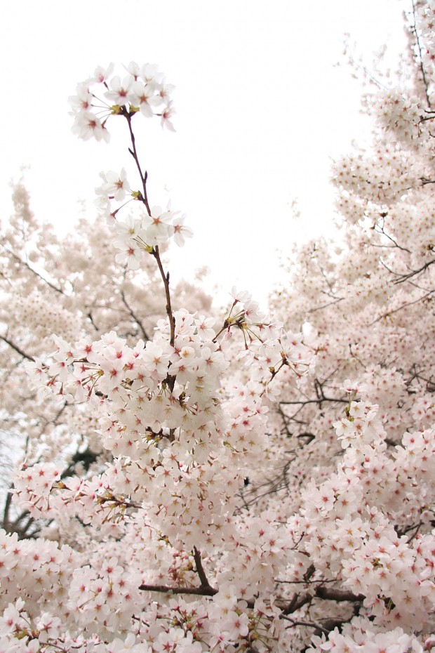 桜（サクラ）フリー写真素材049