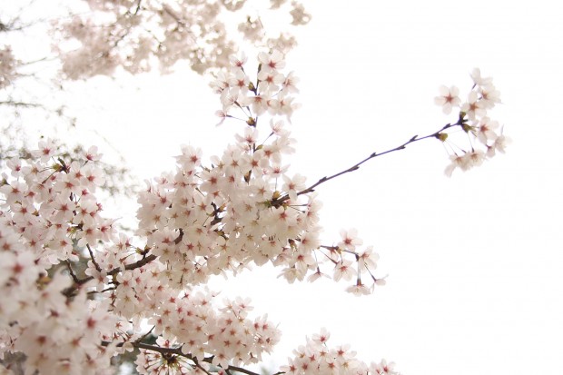 桜（サクラ）フリー写真素材050