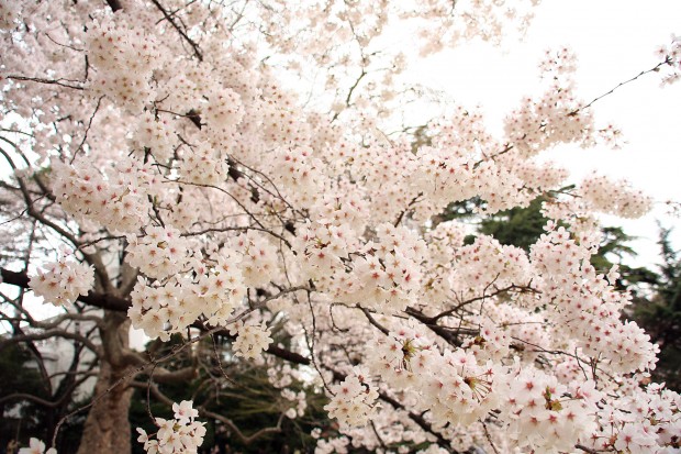 桜（サクラ）フリー写真素材051