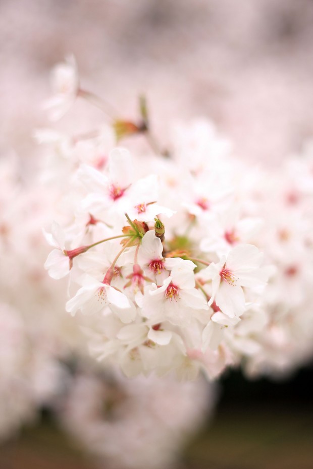 桜（サクラ）フリー写真素材055
