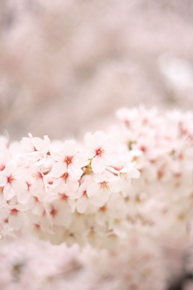 桜（サクラ）フリー写真素材056