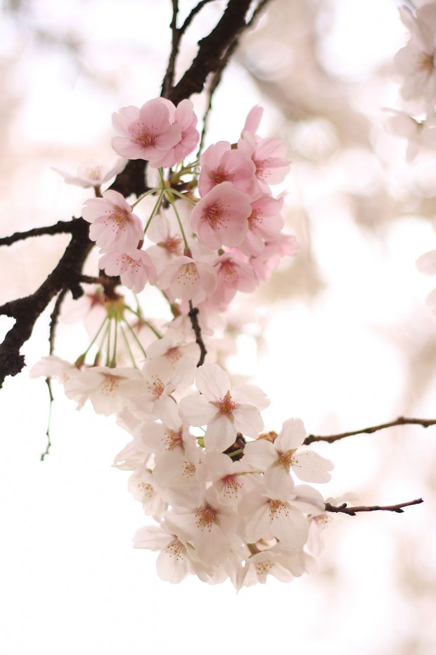 桜（サクラ）フリー写真素材057