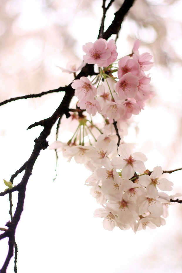 桜（サクラ）フリー写真素材058
