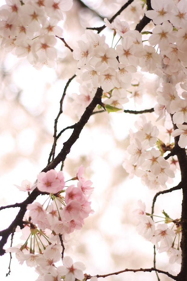 桜（サクラ）フリー写真素材059