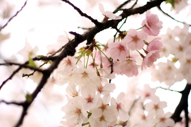 桜（サクラ）フリー写真素材060