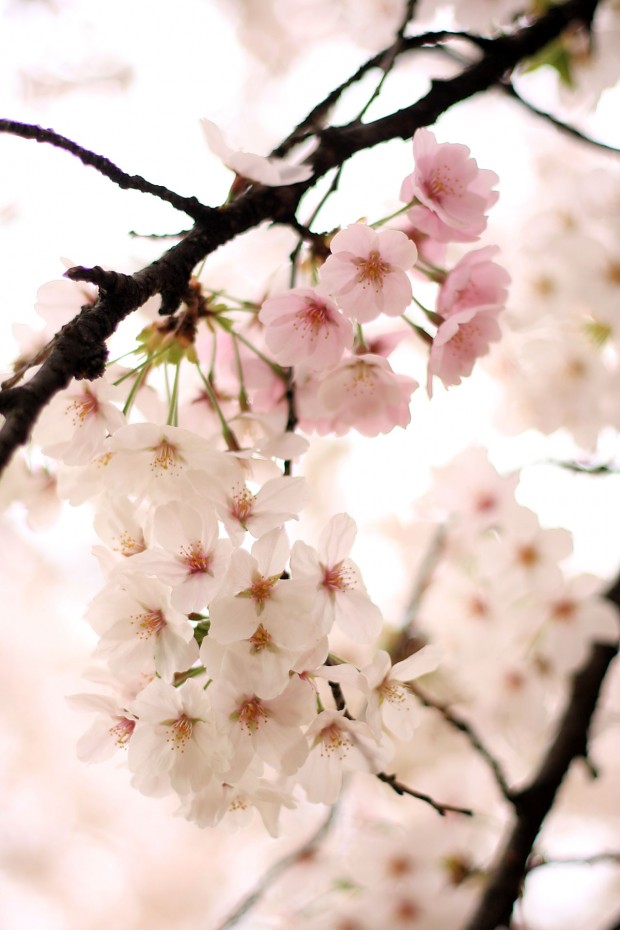 桜（サクラ）フリー写真素材061